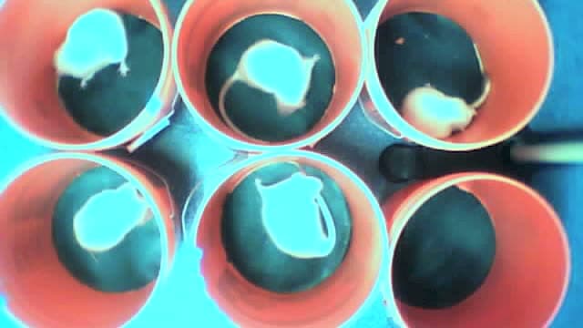 Overhead view of the rotation-test chambers during an apomorphine rotation assay