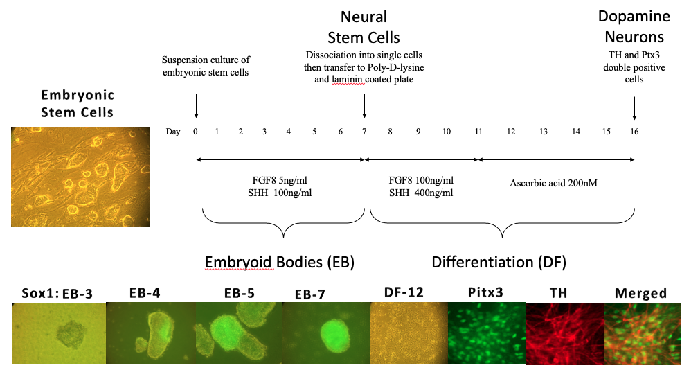 Mouse differentiation protocol