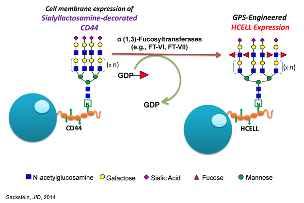 Glycosyltransferase-programmed stereosubstitution of CD44