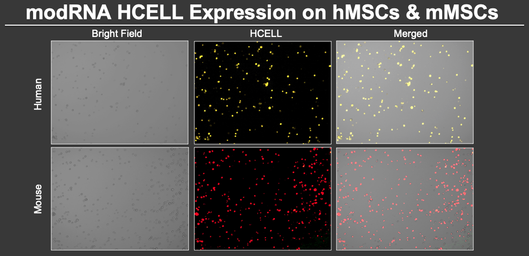HCELL induction on modified MSCs