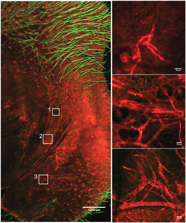 GFP+ MSCs in the whole ear