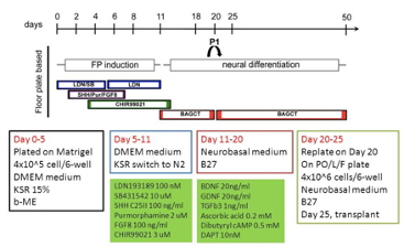 Human differentiation protocol